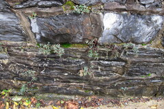 Pellaea glabella