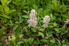 Ceanothus sanguineus