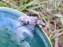 Rhagium mordax