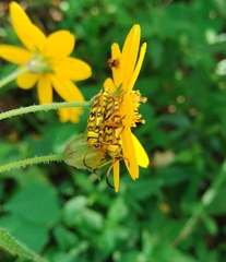 Ochraethes pollinosus