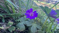 Geranium pyrenaicum