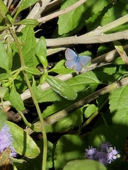 Hemiargus ceraunus