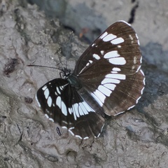 Neptis rivularis