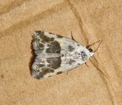 Ponometia candefacta