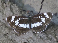 Neptis rivularis