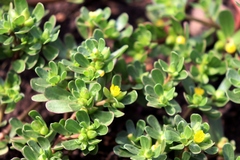 Portulaca oleracea