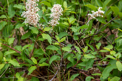 Ceanothus sanguineus