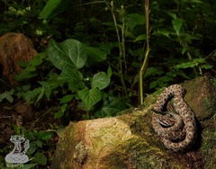 Crotalus stejnegeri