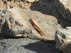 Sphingonotus rubescens