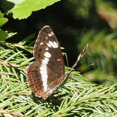 Limenitis camilla