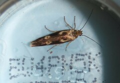 Scythris trivinctella