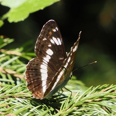 Limenitis camilla