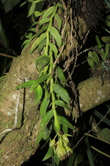 Epidendrum megalospathum