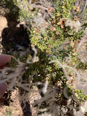 Cercocarpus intricatus