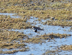 Charadrius falklandicus