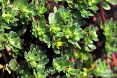 Portulaca oleracea