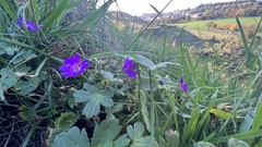 Geranium pyrenaicum