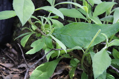 Buddleja sessiliflora
