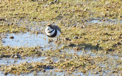 Charadrius falklandicus