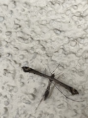 Anstenoptilia marmarodactyla