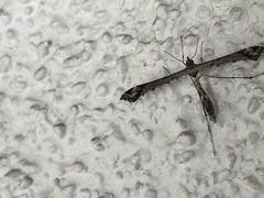 Anstenoptilia marmarodactyla