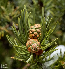 Pinus edulis
