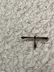 Anstenoptilia marmarodactyla
