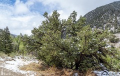 Pinus edulis