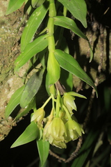 Epidendrum megalospathum