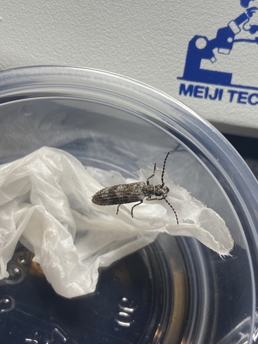 iNaturalist observation photo of Priacma bleach beetle