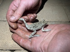 Chiromantis xerampelina