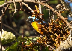 Chlorophonia elegantissima