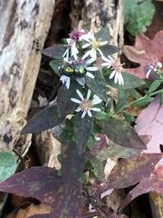 Chrysomya rufifacies