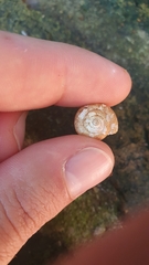 Bradybaena similaris