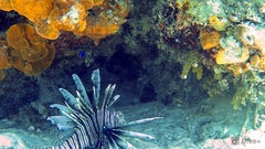 Pterois volitans