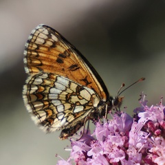 Melitaea