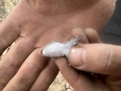 Chondrodactylus turneri