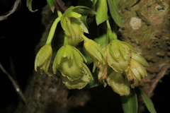 Epidendrum megalospathum