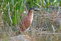 Nycticorax caledonicus