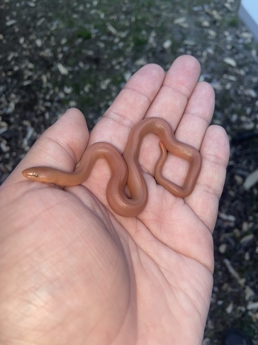 iNaturalist observation photo of Northern Rubber Boa
