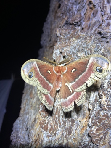 iNaturalist observation photo of Ceanothus Silk Moth