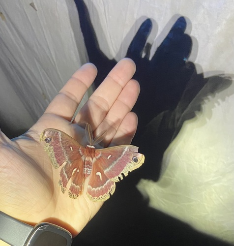 iNaturalist observation photo of Ceanothus Silk Moth