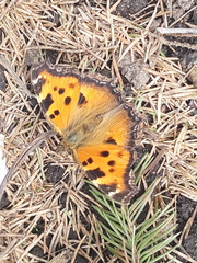 Nymphalis xanthomelas