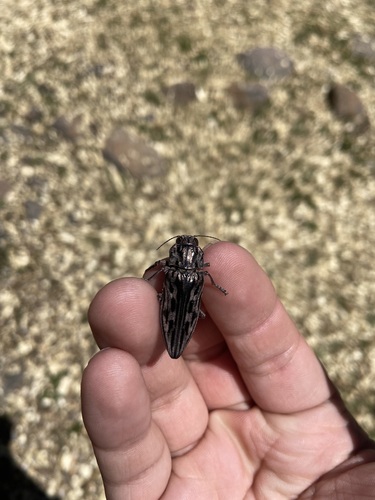 iNaturalist observation photo of Western Sculptured Pine Borer