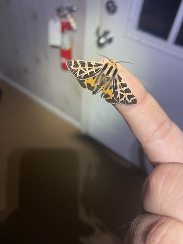 iNaturalist observation photo of Ornate Tiger Moth