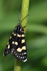 Phalaenoides tristifica