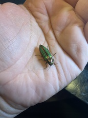 Buprestis aurulenta