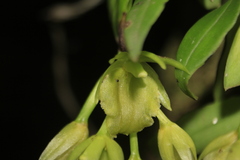 Epidendrum megalospathum