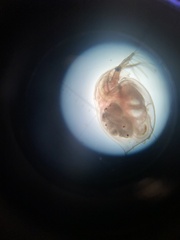 Daphnia magna