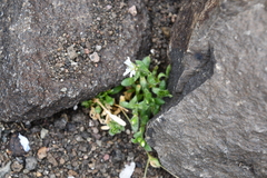 Cerastium beeringianum